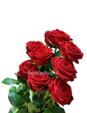 Rose rosse a stelo extra da 60 cm