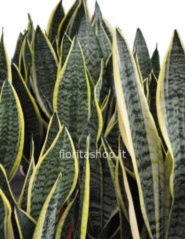 Pianta di sansevieria h. 1,00 mt