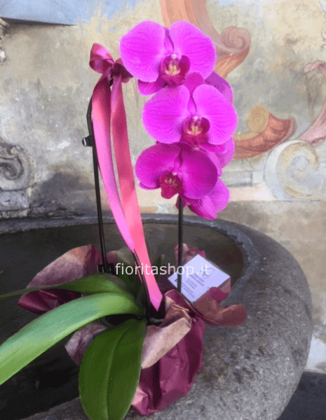 Pianta di phaleonopsis a 1 stelo a cascata bianca