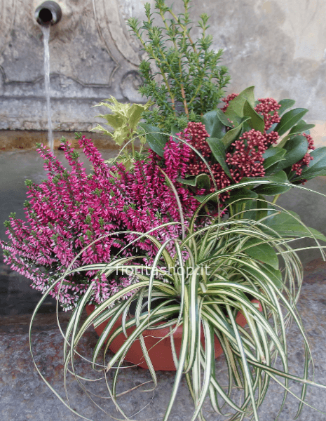 ciotola piante da esterno