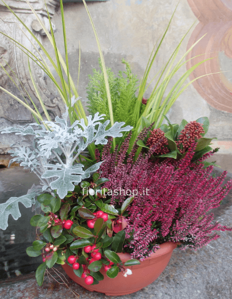 Ciotola di piante da esterno