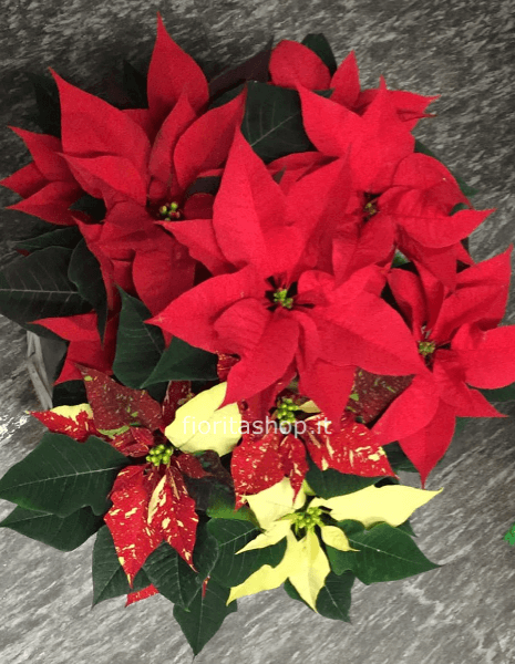 Stella di Natale grande Rossa o altri colori