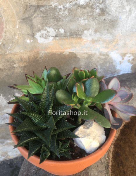 terrarium aperto di succulente