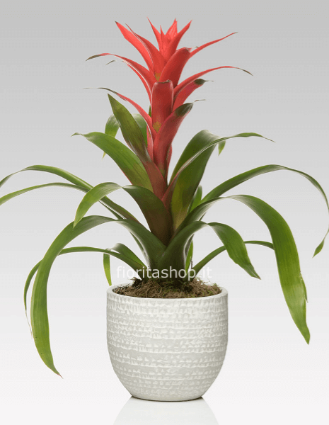 Guzmania amoretto