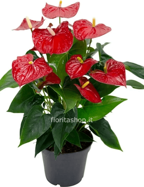 Anthurium Rosso alto 65 cm
