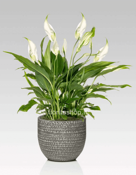 Spathiphyllum