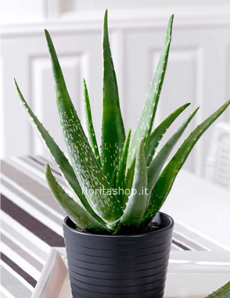 Aloe Vera