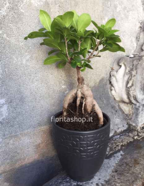 Bonsai Ficus Ginseng