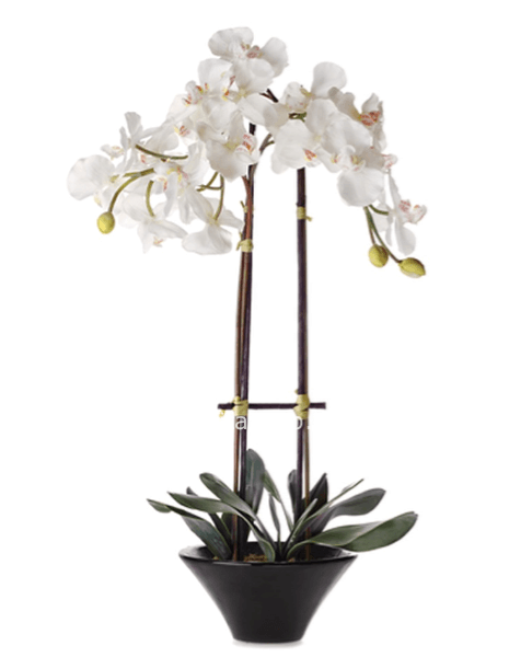 Orchidea Phalaenopsis a due rami Bianca