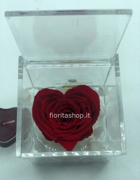 Rosa stabilizzata a cuore