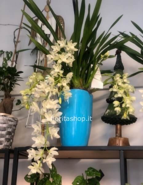 Cymbidium ice cascade , la pianta dell'amicizia e del rispetto