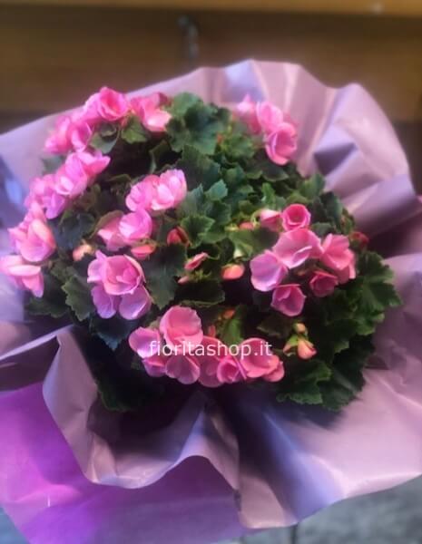 Begonia fuxia