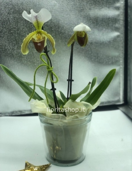 phaphiopedilum