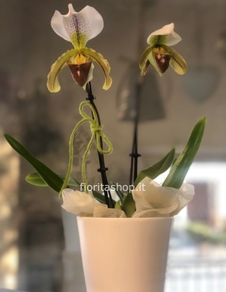 Paphiopedilum a due rami