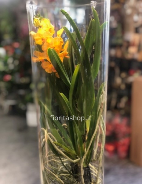 orchidea Vanda gialla