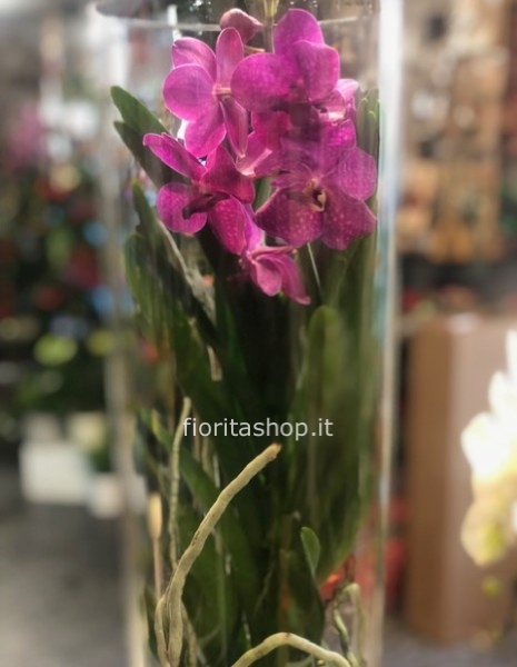 Orchidea Vanda fuxia