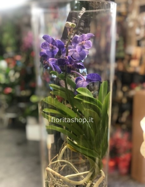 Orchidea Vanda blu
