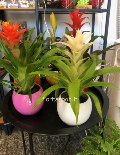 Guzmania con coprivaso incluso